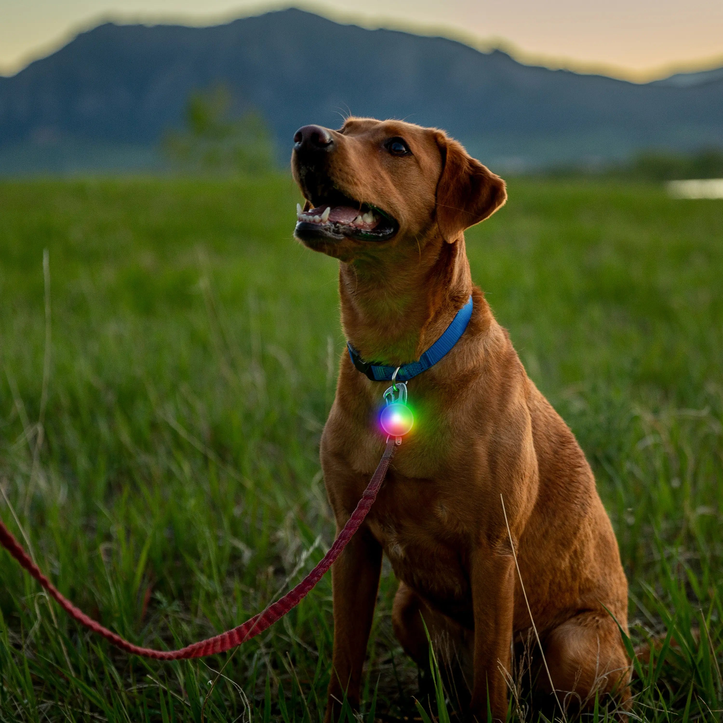 Dog with a glowing collar sitting in a grassy field with mountains in the background