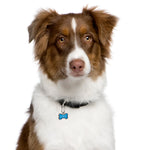 Brown and white dog with a blue tag on a white background