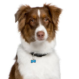 Brown and white dog with a blue tag on a white background