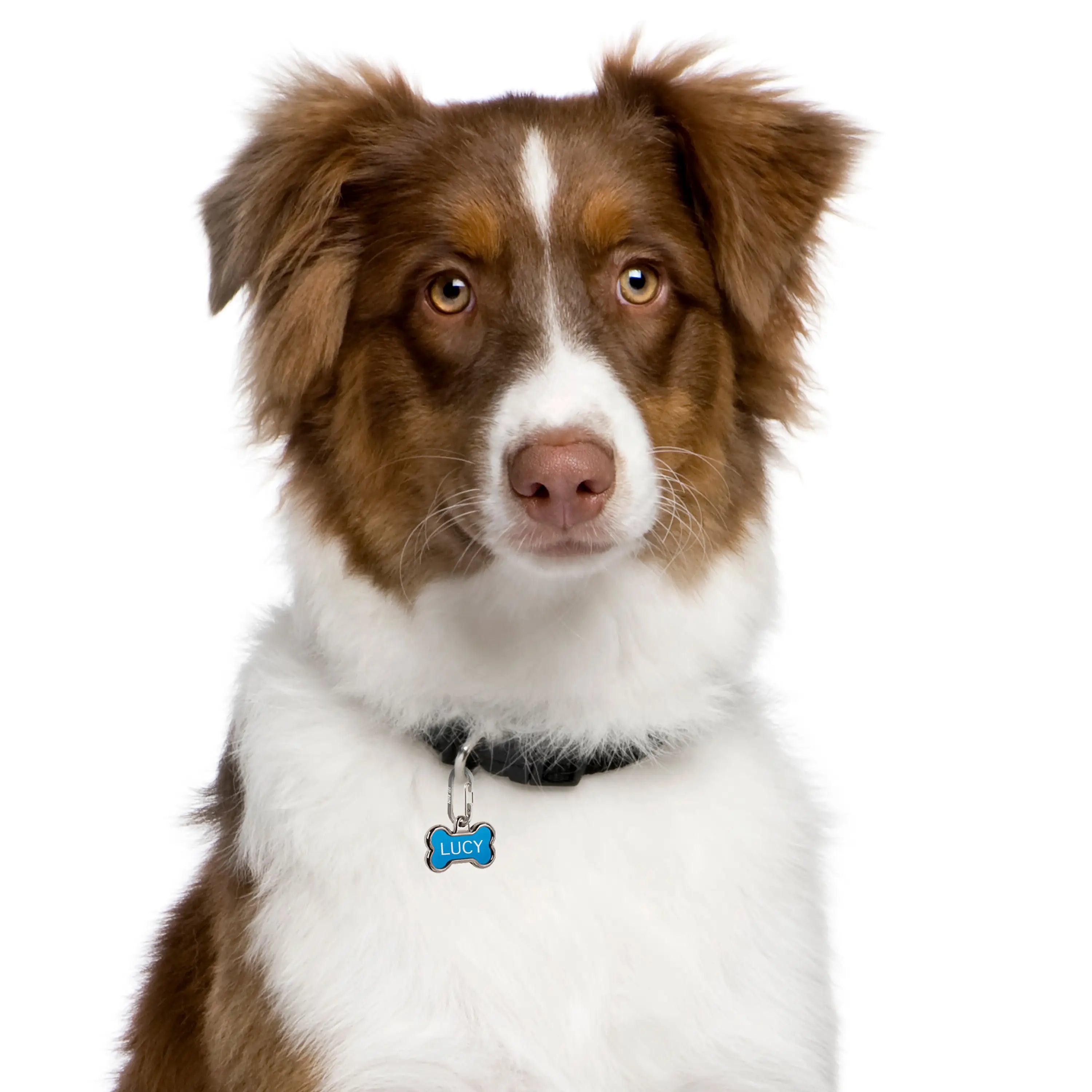 Brown and white dog with a blue tag on a white background