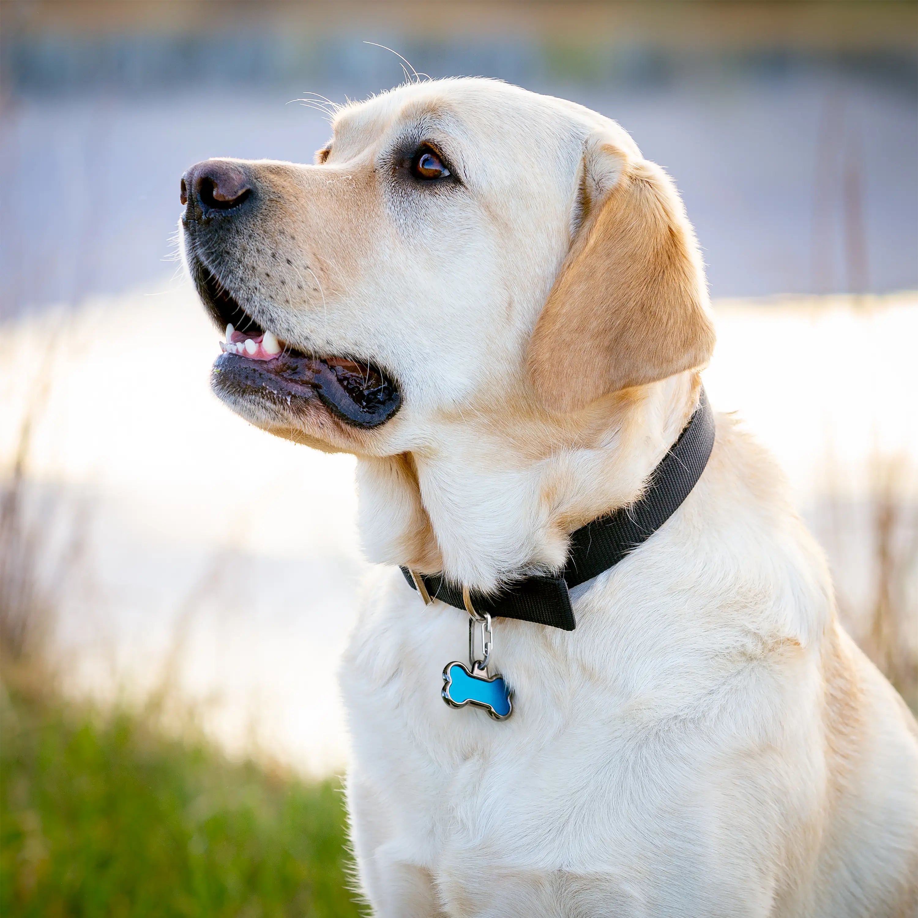 Dog with a black collar and blue tag in a natural setting