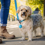 Dog on a leash with a person's legs and feet visible, walking outdoors.