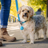 Dog on a leash with a person's legs and feet visible, walking outdoors.