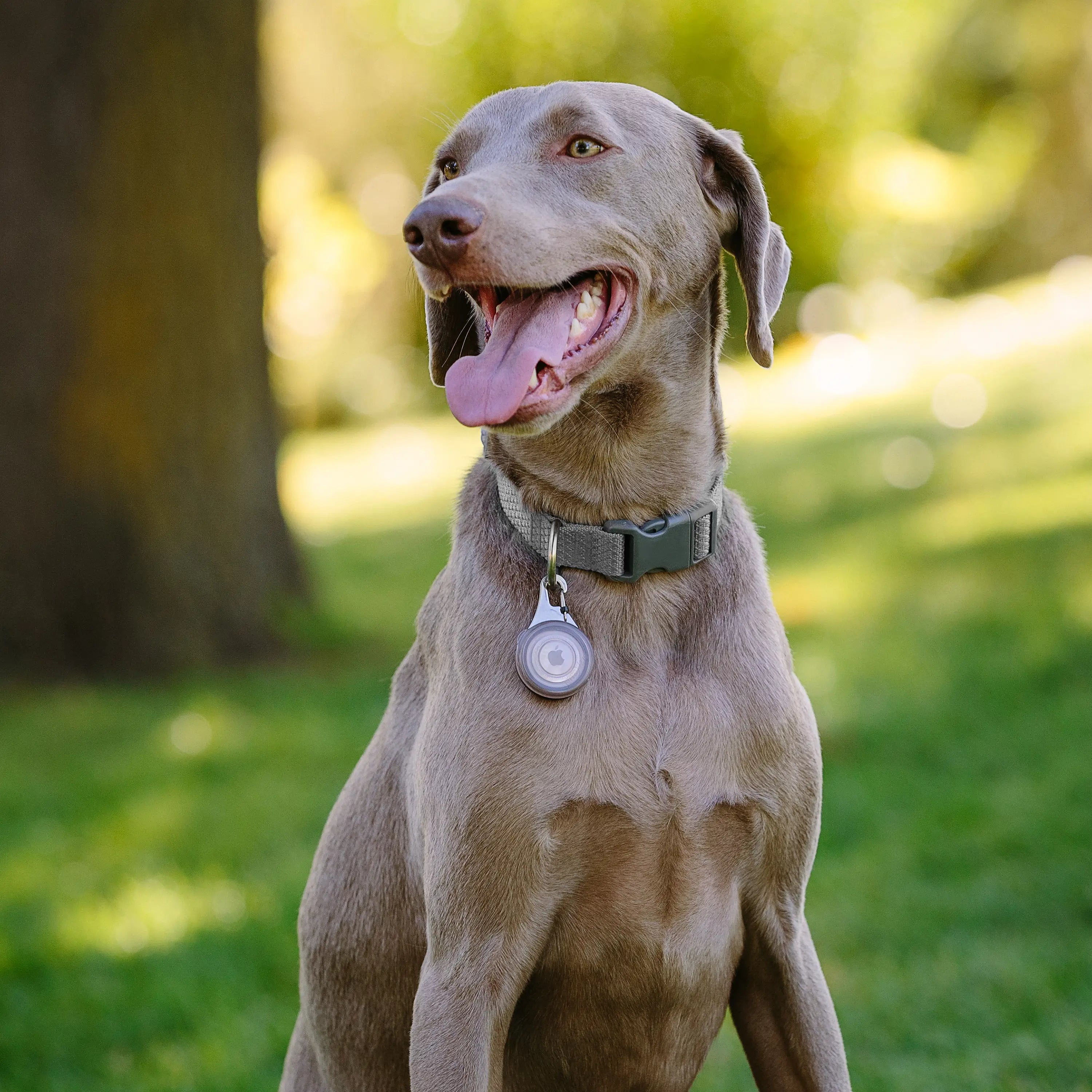 Dog with a collar tag in a park setting
