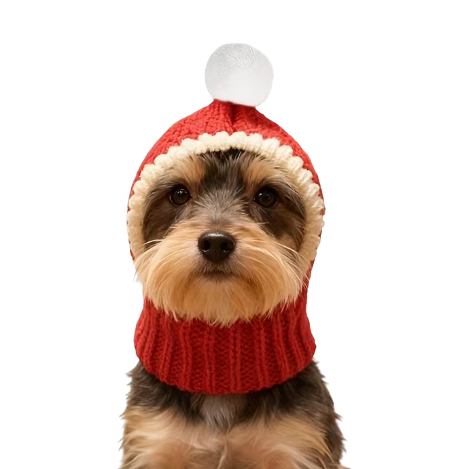 A small dog wearing a red knit pet hat with a white trim and a white pom-pom, photographed against a plain white background.