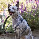 Fringe Painted Gingham Bandana
