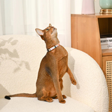 HugSmart Fish Cat Collar
