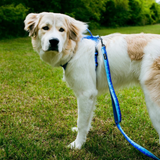 Tails and Trails Double Handle Glacier Trail Leash