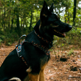Tails and Trails Floral Adventure Harness