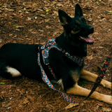 Tails and Trails Floral Adventure Harness