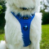 Tails and Trails Glacier Adventure Harness