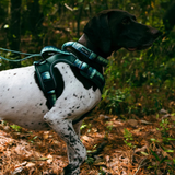 Tails and Trails Forrest Adventure Harness