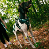 Tails and Trails Forrest Adventure Harness