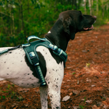 Tails and Trails Forrest Adventure Harness