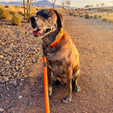 Tails and Trails Double Handle Sahara Trail Leash