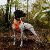 Tails and Trails Sahara Adventure Harness