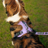 Tails and Trails Double Handle Wolf Pack Trail Leash