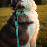 Tails and Trails Double Handle Island Trail Leash