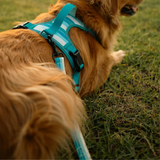 Tails and Trails Double Handle Tide Break Trail Leash