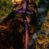 Tails and Trails Double Handle Elderberry Trail Leash
