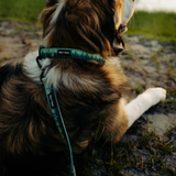 Tails and Trails Double Handle Forrest Trail Leash