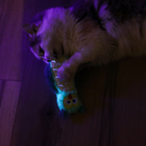 Quirky Kitty Glow Kicker Night Owl