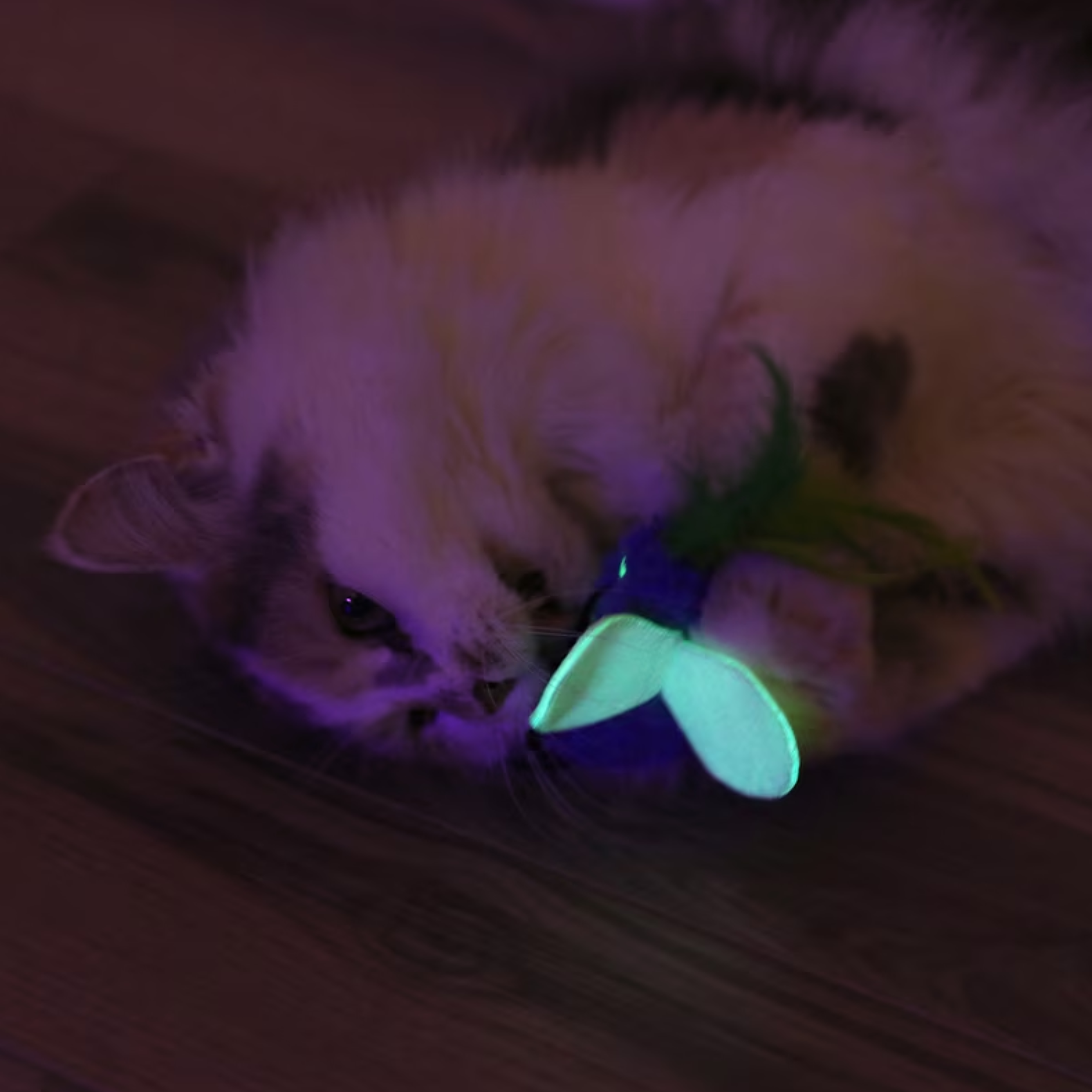 A fluffy cat lies on a wooden floor, holding a glowing green and purple toy with a feather.