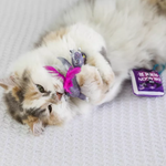 A fluffy calico cat lies on a white textured blanket, playfully biting a purple dragon-shaped toy with bright pink feathers. A purple tag reading 'DRAGON RIDER' is visible beside the toy.