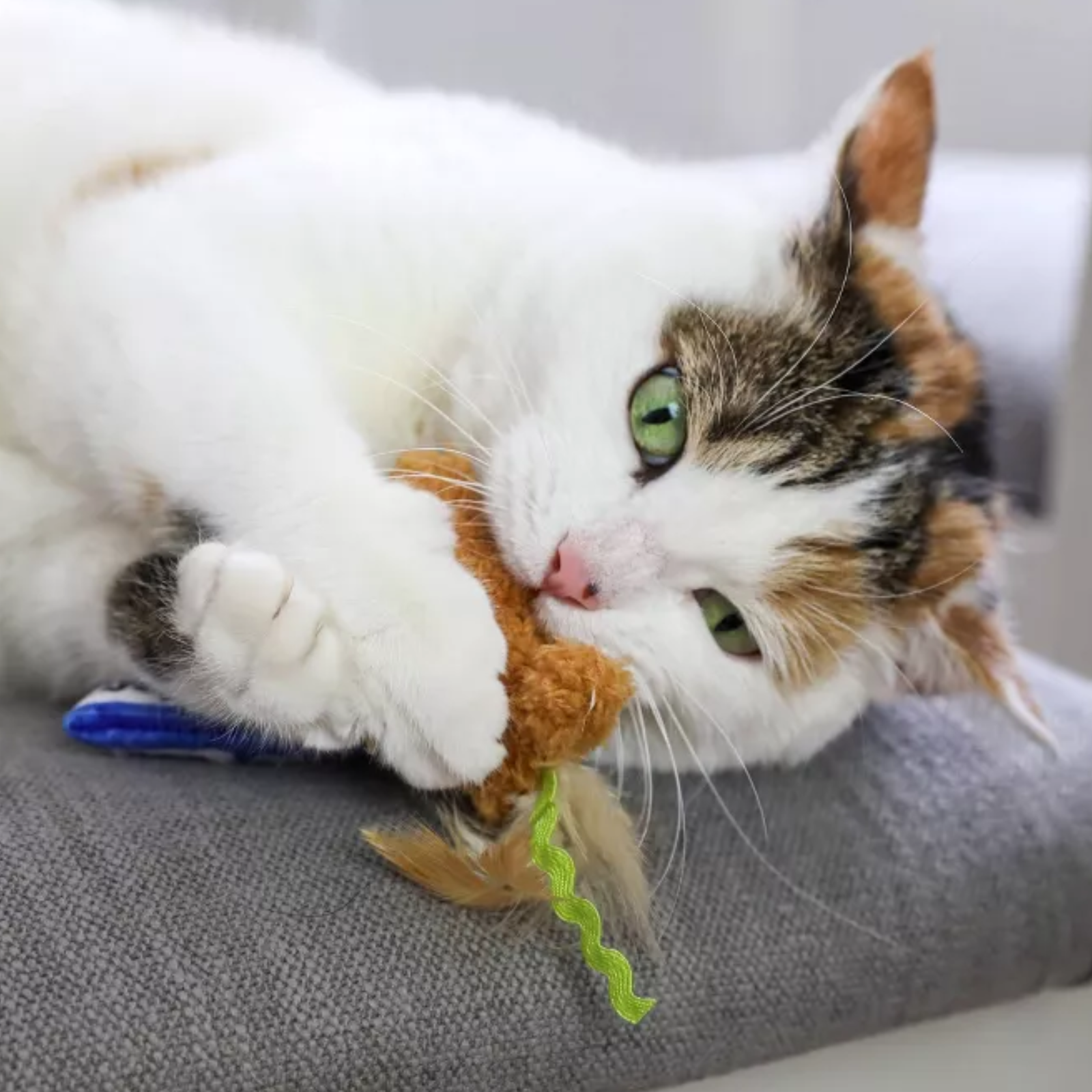 A white, orange, and black calico cat lies on a gray cushion, playfully biting and pawing at a brown plush toy with a green curly tail.