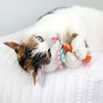 A calico cat lying on a white textured blanket, playfully biting a colorful cat toy with orange handles and pastel pink and blue striped ribbons.