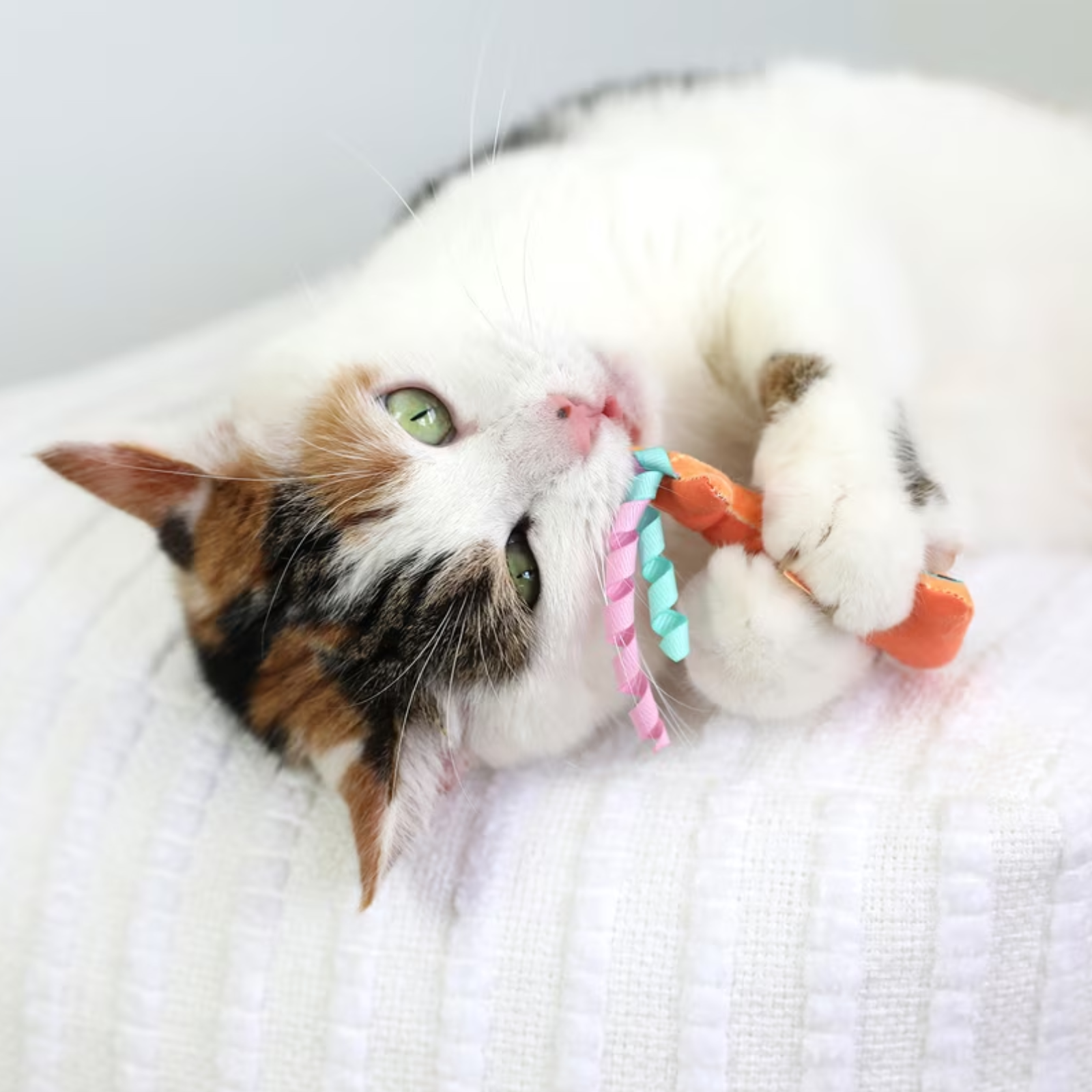 A calico cat lying on a white textured blanket, playfully biting a colorful cat toy with orange handles and pastel pink and blue striped ribbons.