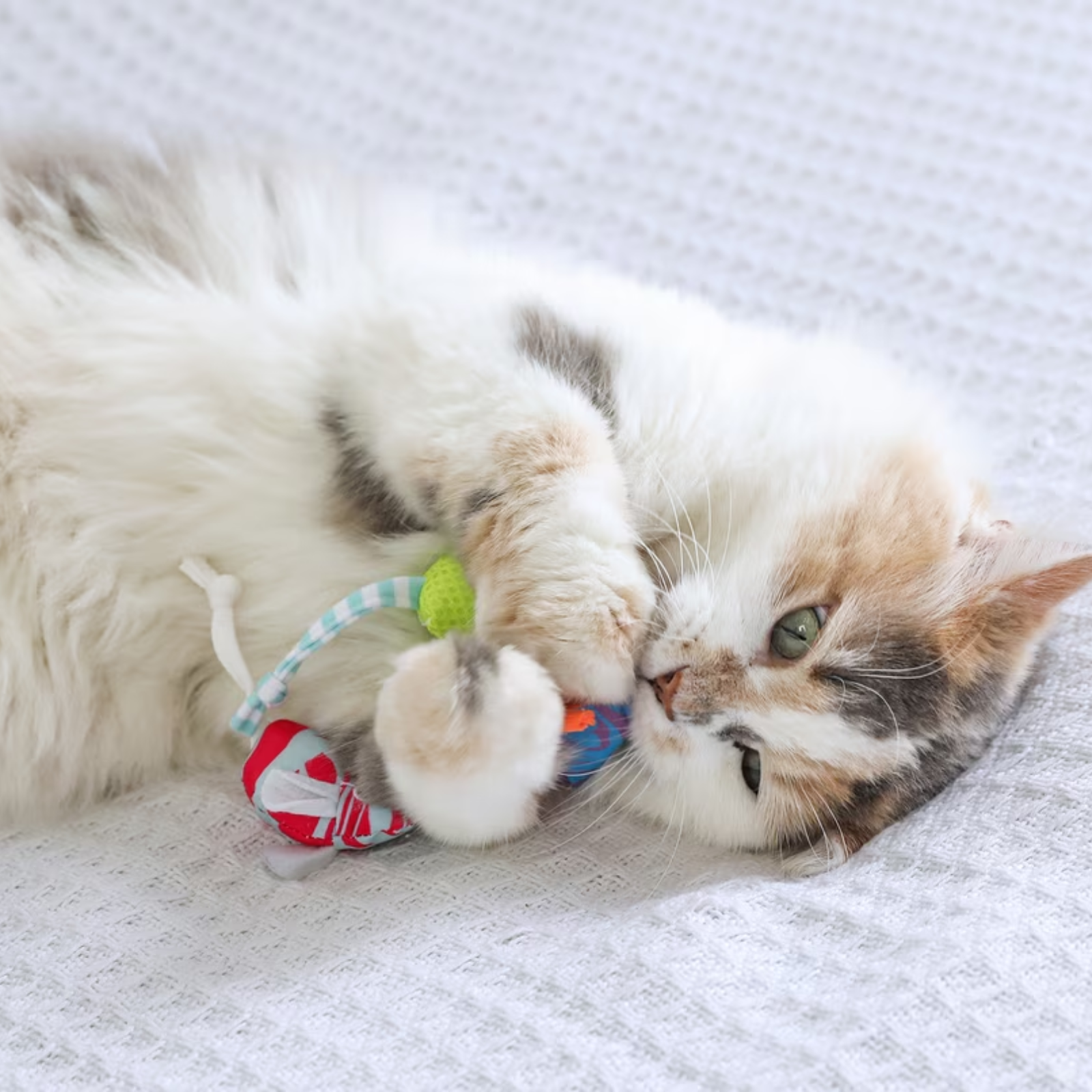 A fluffy calico cat lying on a white textured blanket and playfully biting a small colorful toy with a blue-green striped loop and red-and-white striped end.