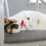 A white calico cat lying on a gray cushioned chair, playing with a small pink feather toy.