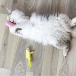A fluffy white cat lies on its back on a light wood floor, playfully biting a pink cylindrical toy, with a small yellow plush toy nearby.