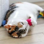 A calico cat lying on a light wood floor, playfully biting a bright pink knitted toy.