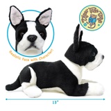 A black and white Boston Terrier plush toy shown from the side and a close-up of its face inside a blue circle, with text reading 'Realistic Face with Character!' and a dimension marker indicating 13 inches long. A Tiger Tales logo appears in the top right.