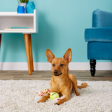 A small tan dog lies on a white shag rug in a bright room, holding a yellow tennis ball and a red-and-white rope toy.