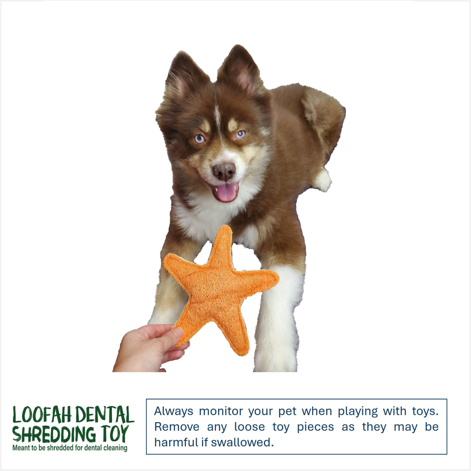 A brown and white puppy is shown holding an orange starfish-shaped dog toy, with a human hand holding the other side of the toy. The background is solid white, with a brand logo and safety warning text at the bottom.