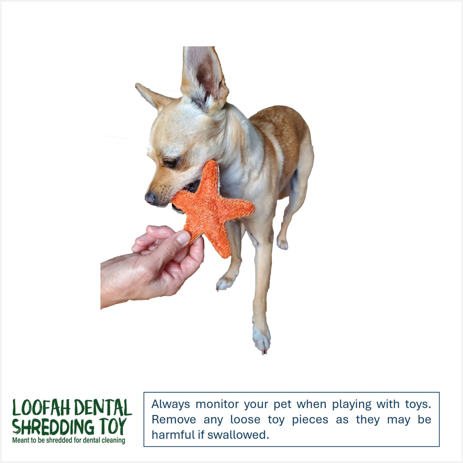 A small tan and white dog stands on a white background while a human hand holds an orange star-shaped toy near its mouth. A green and black 'Loofah Dental Shredding Toy' logo appears in the lower left, with a warning text box at the bottom right.