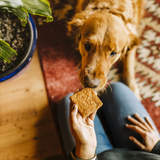 A golden retriever dog is shown from above as a person holds a square dog treat in their hand, with a potted plant and patterned rug in the background.