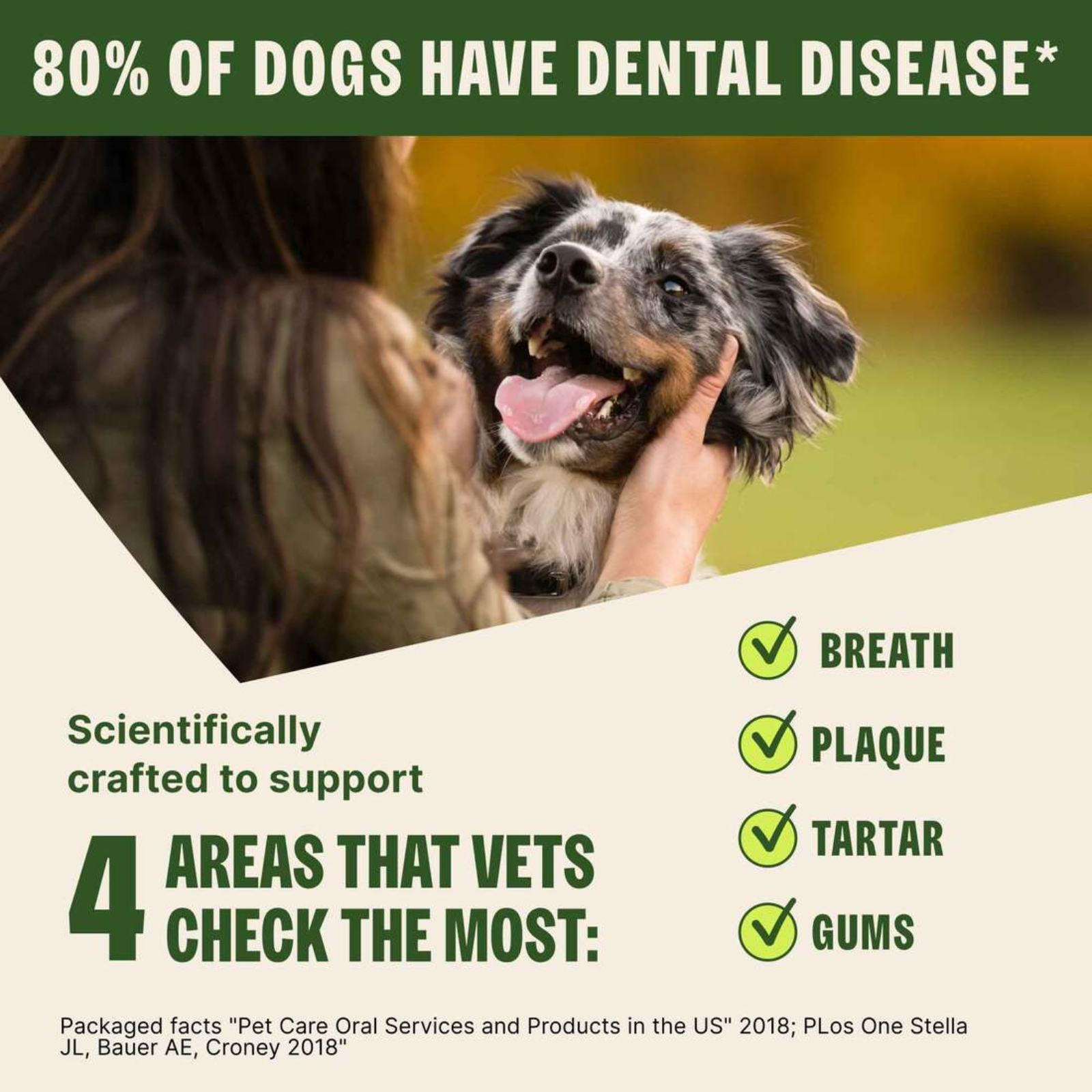Dog being petted with a person, promoting dental care for dogs with text about dental disease and areas checked by vets.