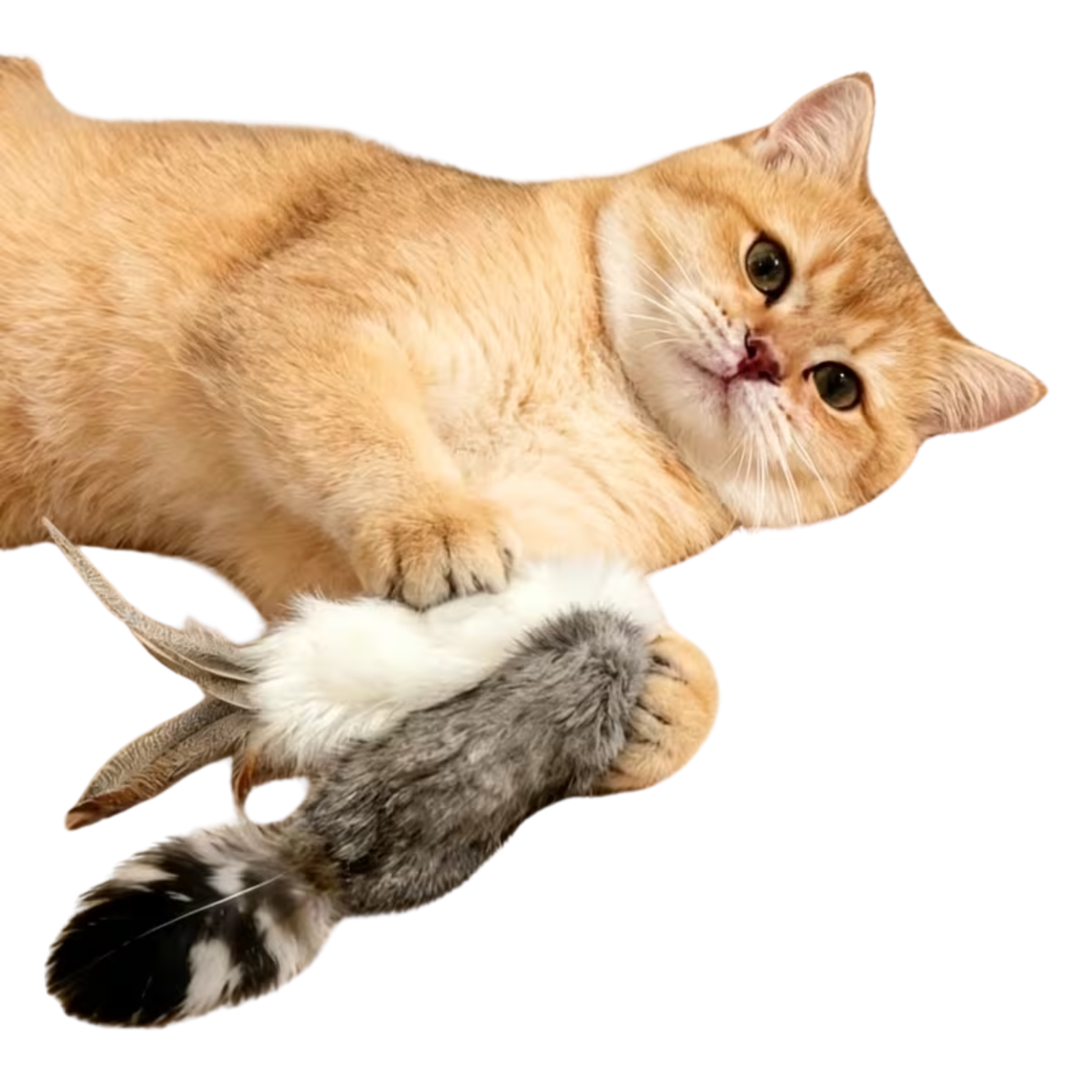 A golden cat lying on a white background, playfully biting a small plush toy with a gray and white striped body and a fluffy white tail.