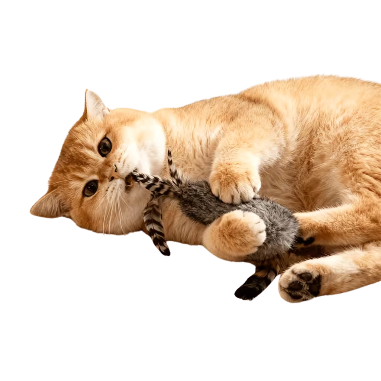 A golden cat lying on its side and playfully biting and pawing at a small gray plush toy with black stripes, isolated on a white background.