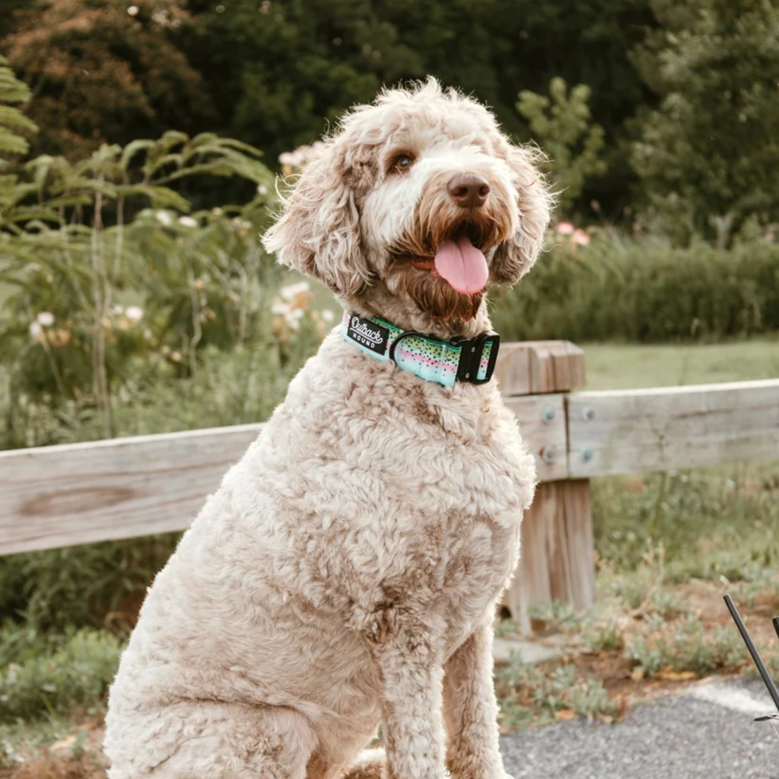 A cream-colored curly-haired dog sitting outdoors on a paved path, wearing a green and black dog collar with a colorful graphic print.