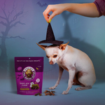 A small white dog sits on a blue studio background while a human hand holds a black witch hat above its head. A purple bag of round-baked treats and several treats are placed on the floor.