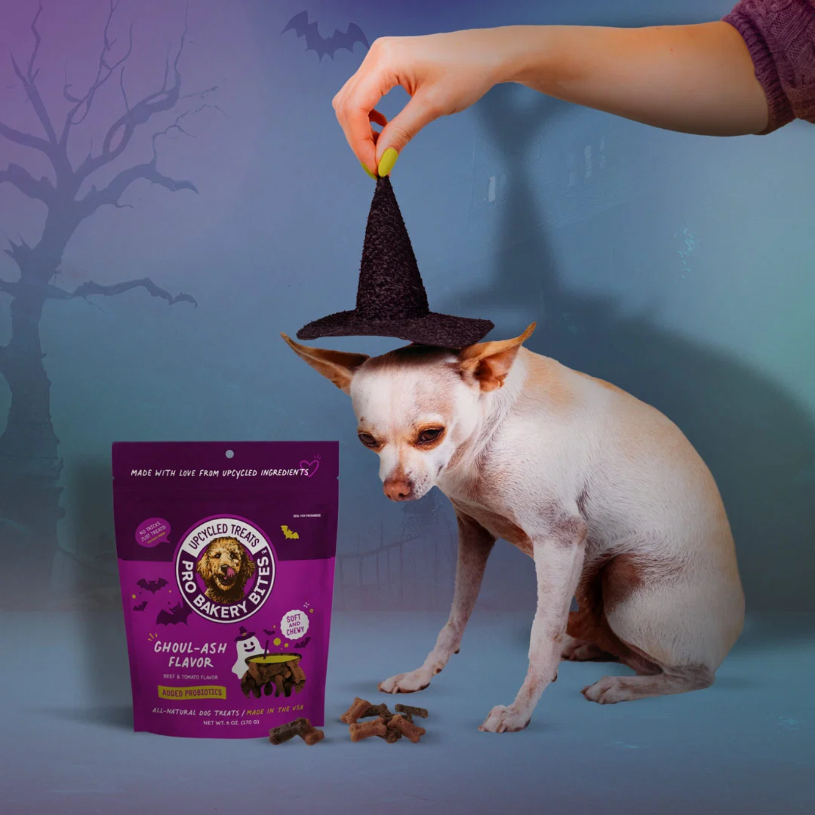 A small white dog sits on a blue studio background while a human hand holds a black witch hat above its head. A purple bag of round-baked treats and several treats are placed on the floor.