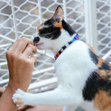 Zee Prisma Cat Collar