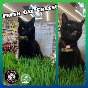 Wenatchee Microgreens Cat Grass
