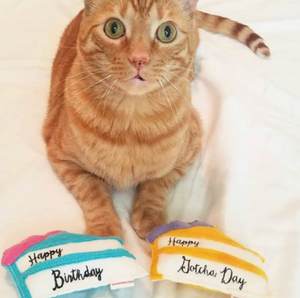 Miso Kitty Birthday Cake Toy